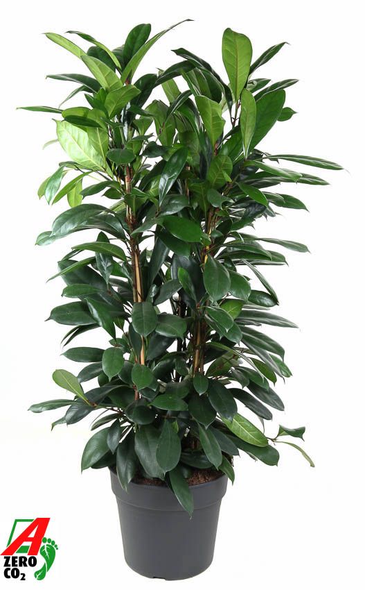 Ficus Cyatistipula 3PP P34, D 34