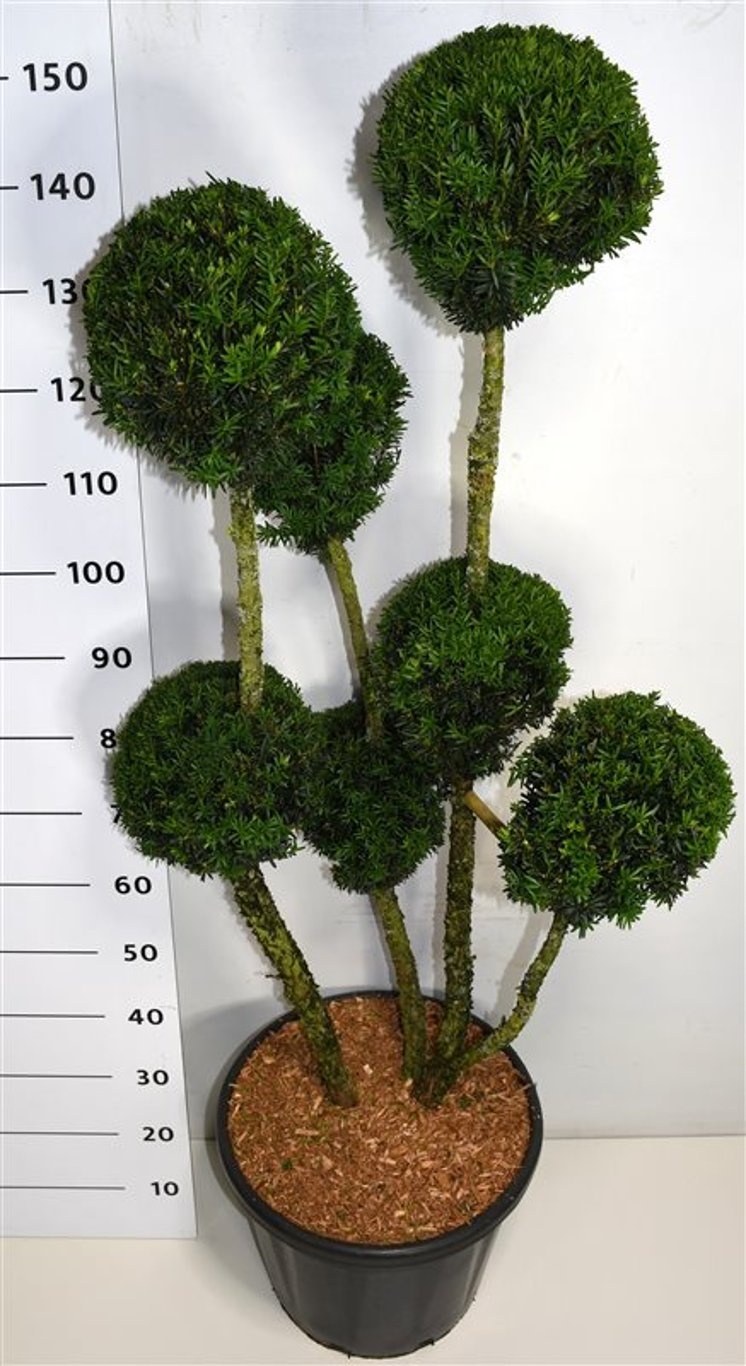 Taxus media 'Hillii', D 40 cm