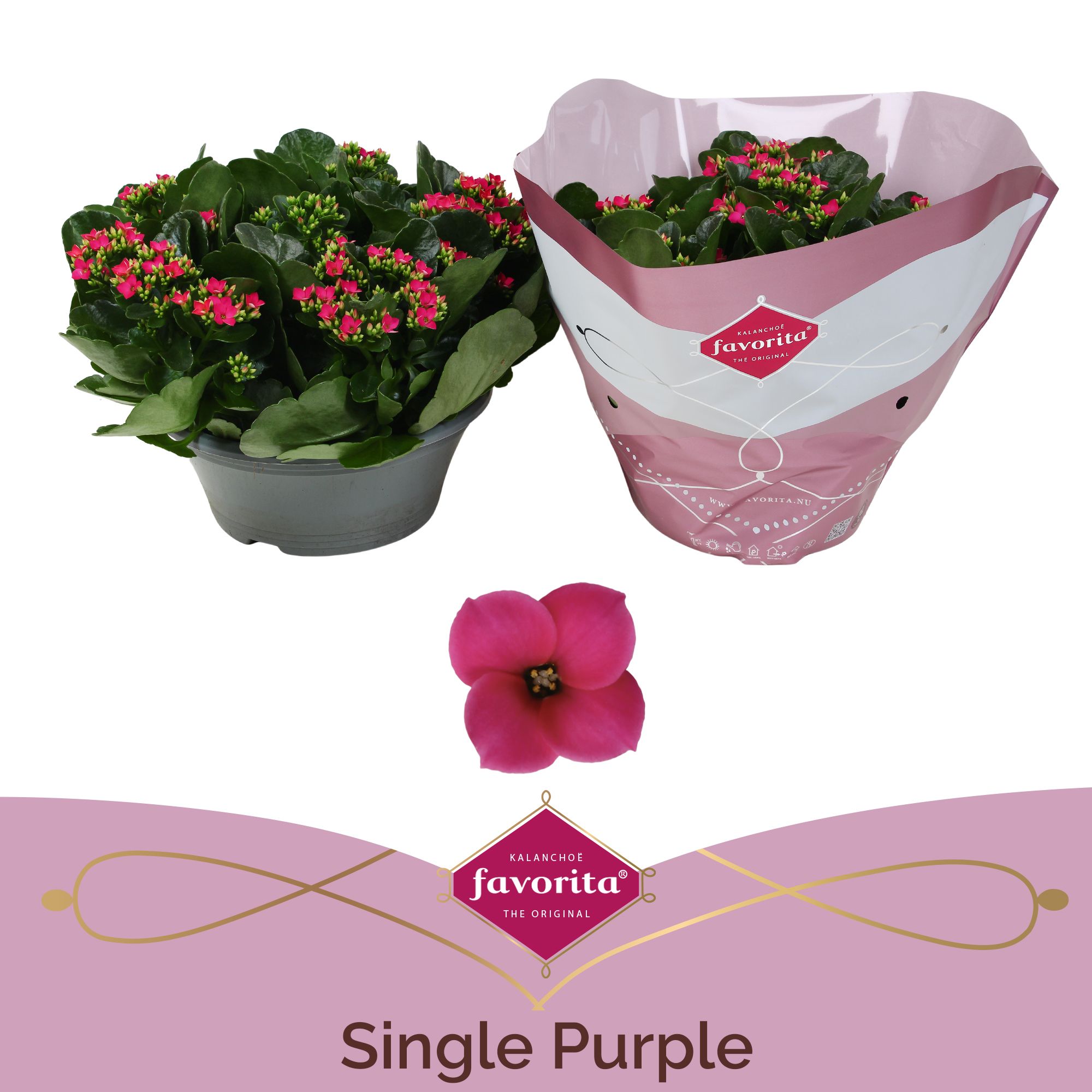 Kalanchoë Single Purple in SV.COloursleeve, D 23