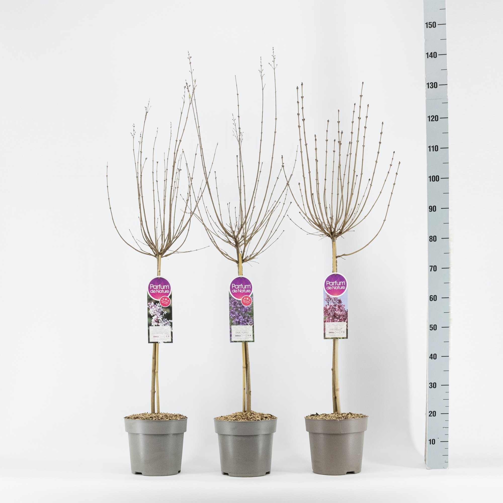 Syringa mini sering lic. stam 50, 2-jarig, mix, C6, D 24