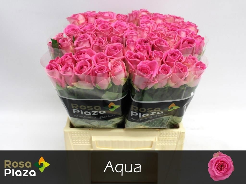 Роза од. Аква! 40, шт.