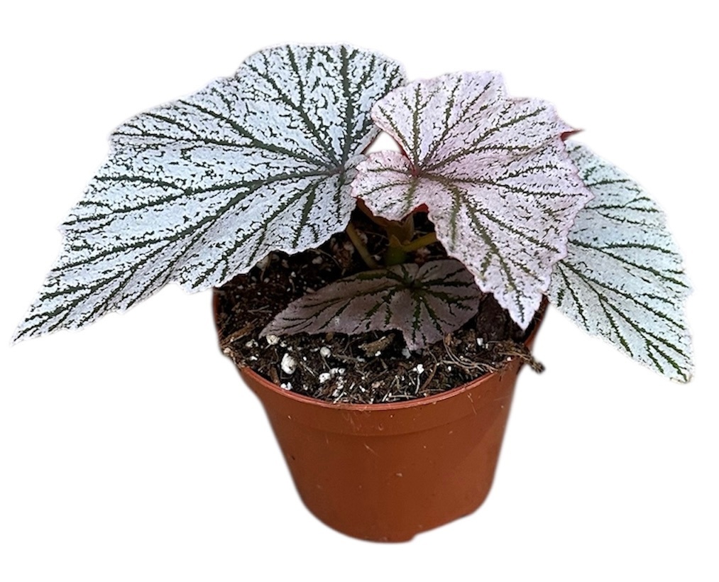 Begonia Pink Mix, D 8