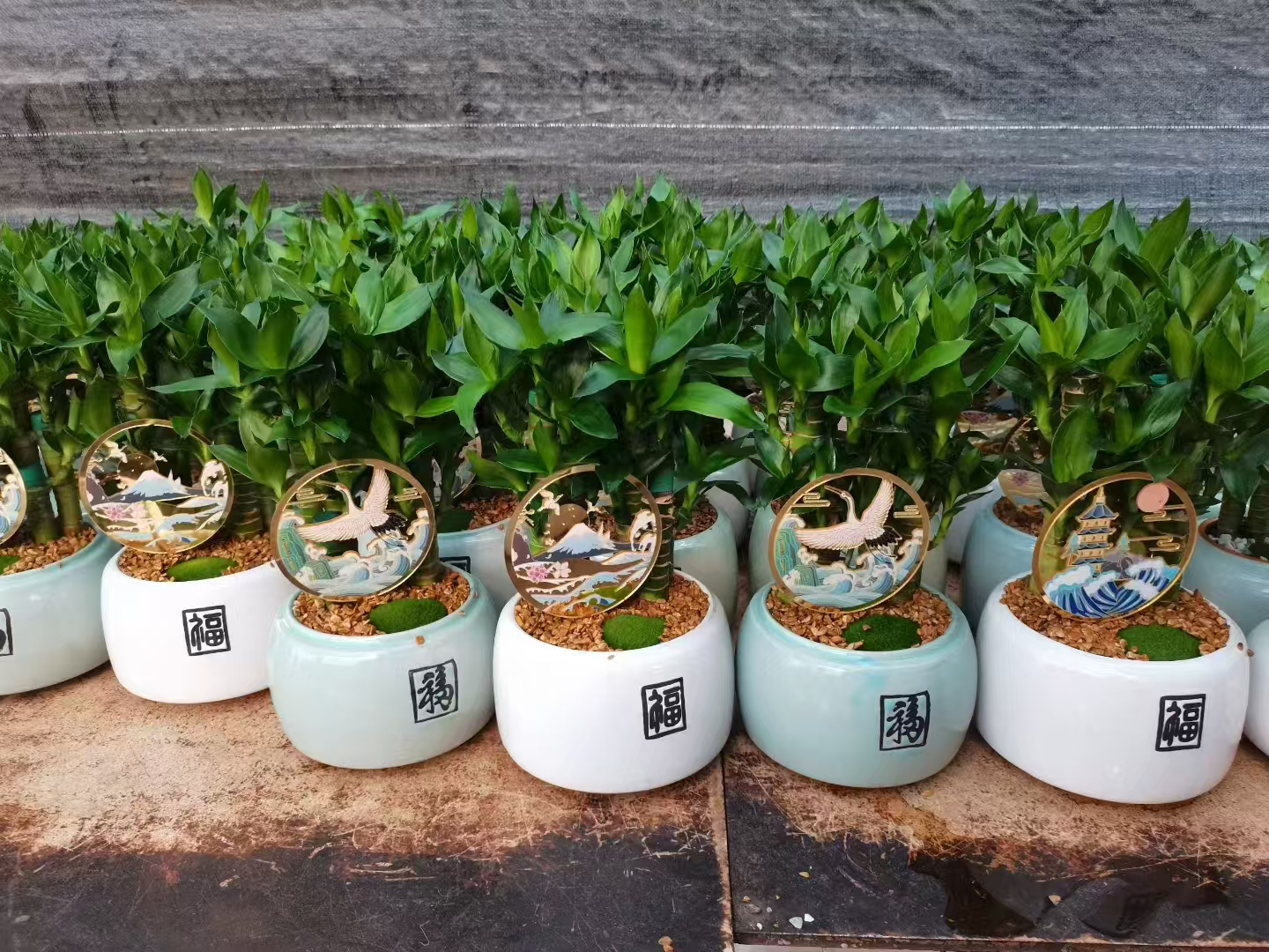 Драцена Сандериана Панда Бамбук Форест 15 28