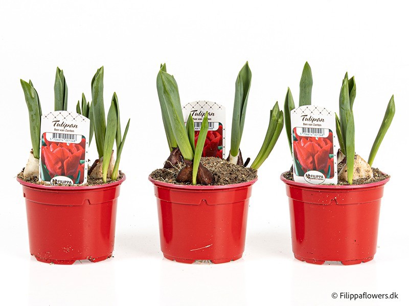 TULIPA FERGANICA 'Ben Van Zanden', D 10