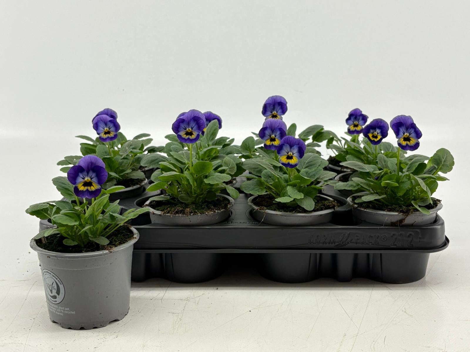 Viola Cornuta Violet Blue, D 9 cm