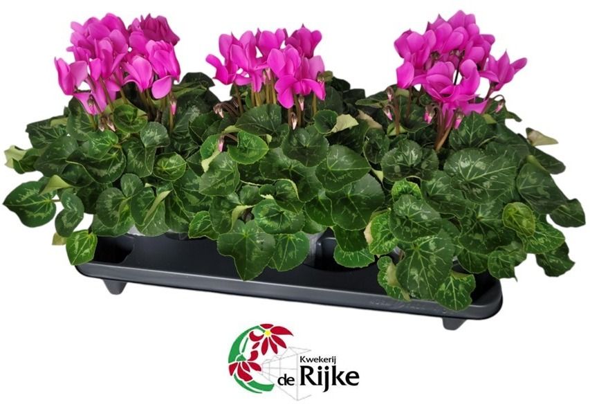Cyclamen Super Serie XL 15 Licht Paars, D 15 cm Cyclamen Super Serie XL 15 Licht Paars, D 15 cm