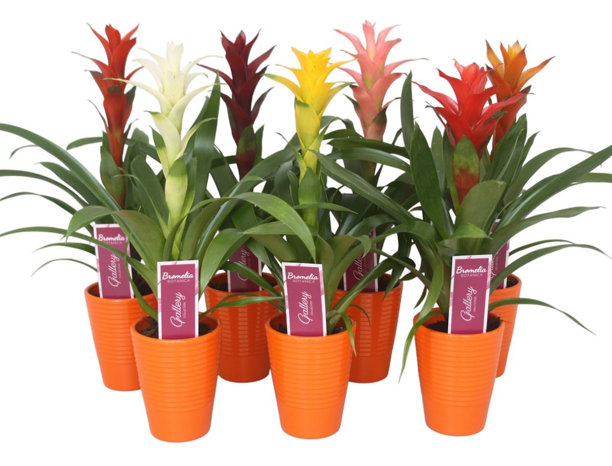Guzmania gemengd in oranje ribbel keramiek, D 10