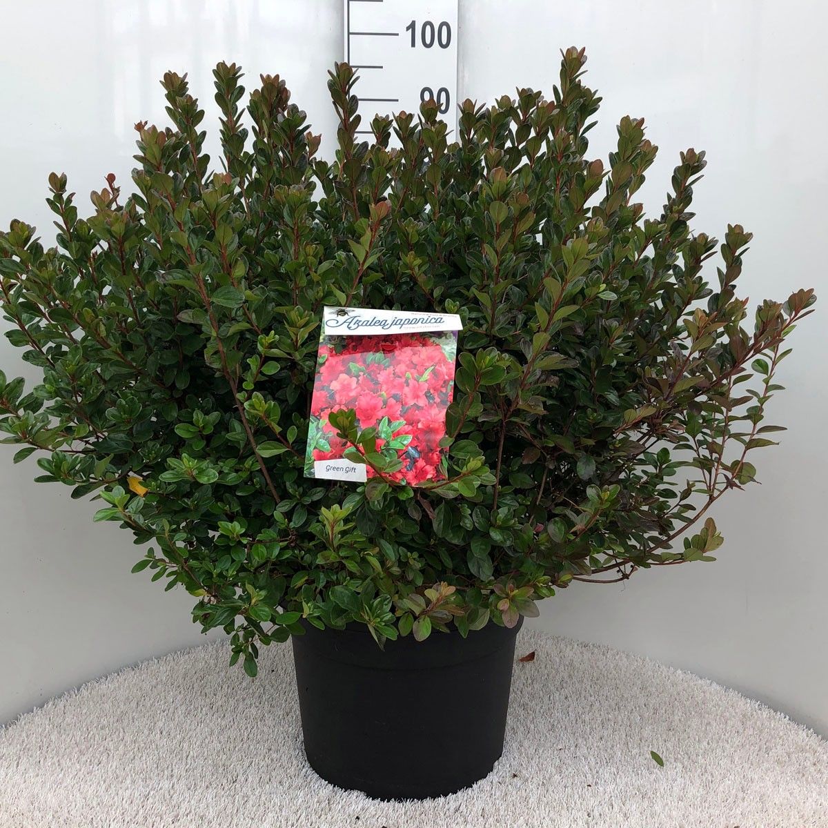 Rhodo. (AJ) 'Stewartstonian' red/orange, D 37
