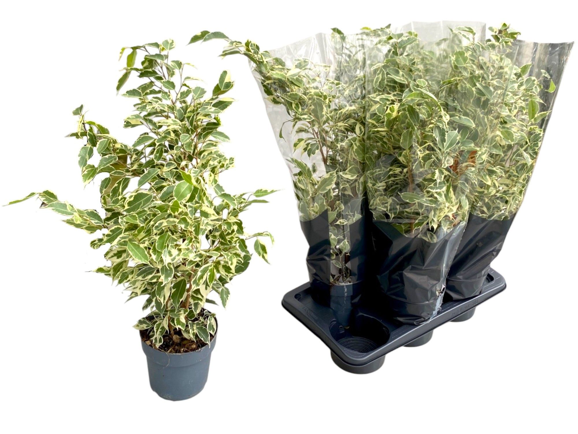 Ficus benjamina Twilight P17, D 17