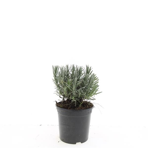 Lavandula ang. 'Munstead', D 14