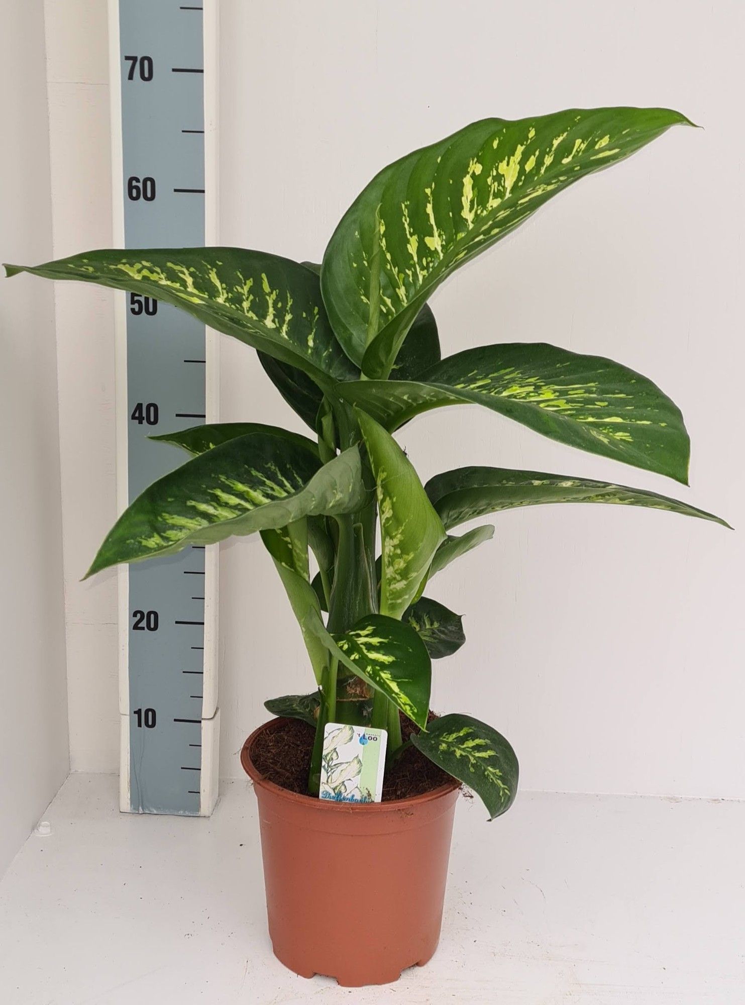 Dieffenbachia Tropic Snow, D 19
