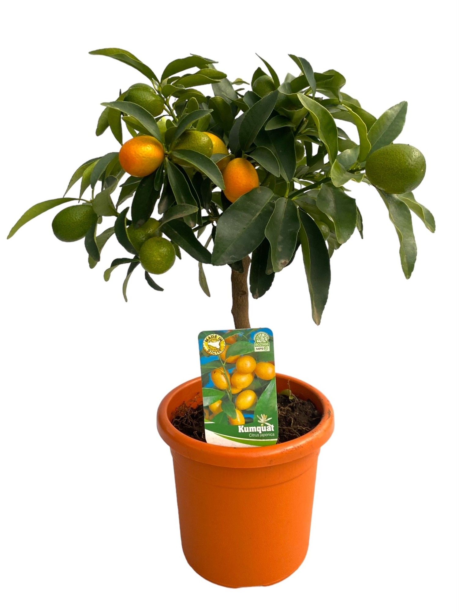 Citrus Kumquat, D 15