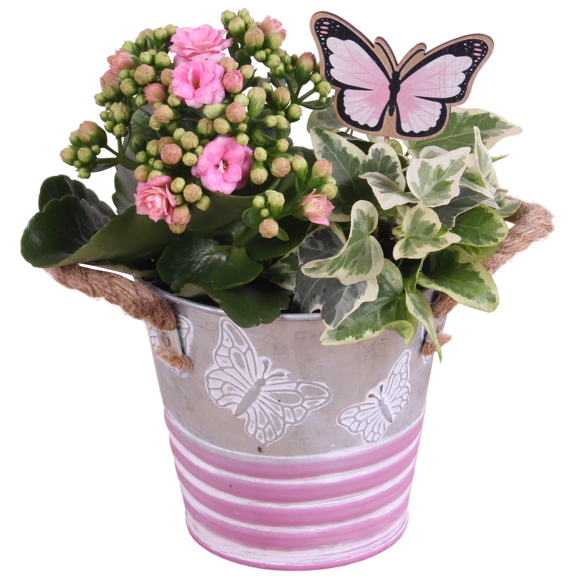 Mothersday Arr. Indoor Zinc Butterfly Pot Ø12cm 2PP, D 12