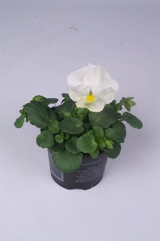 Viola x wittrockiana Delta F1 Pure White, D 9