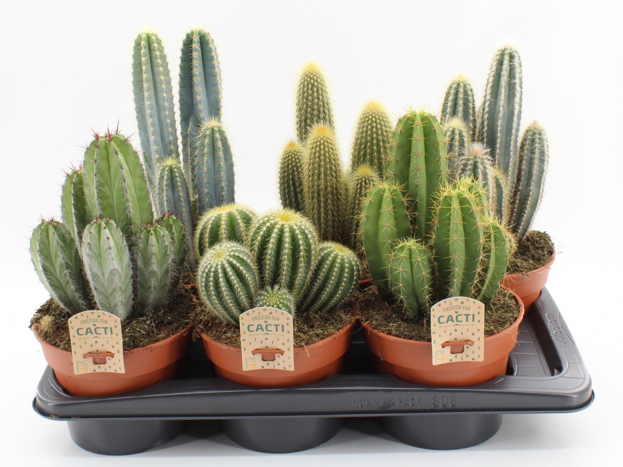 Cactus mix 306 p17, D 17