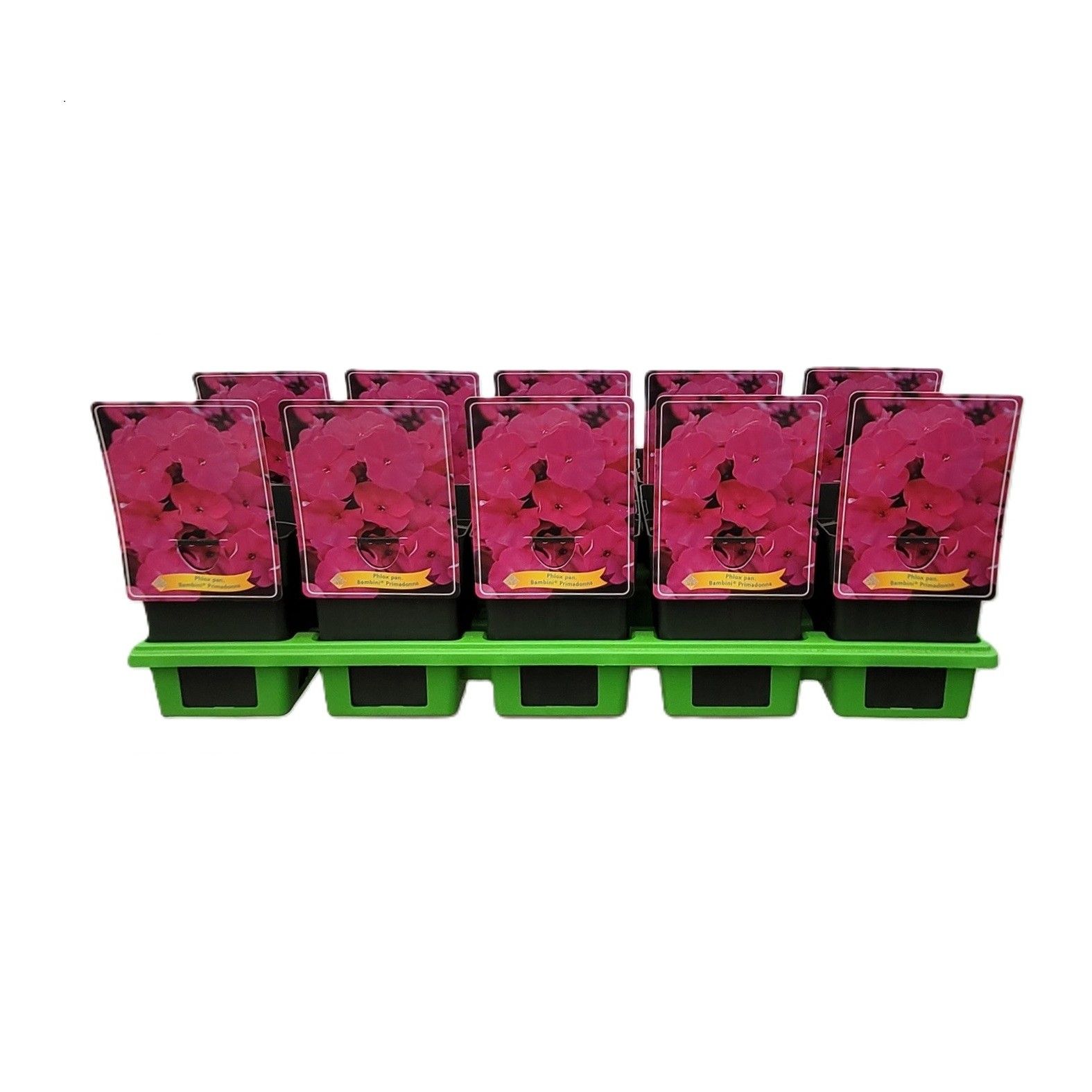 Phlox Paniculata 'Bambini Primadonna' P11, D 11