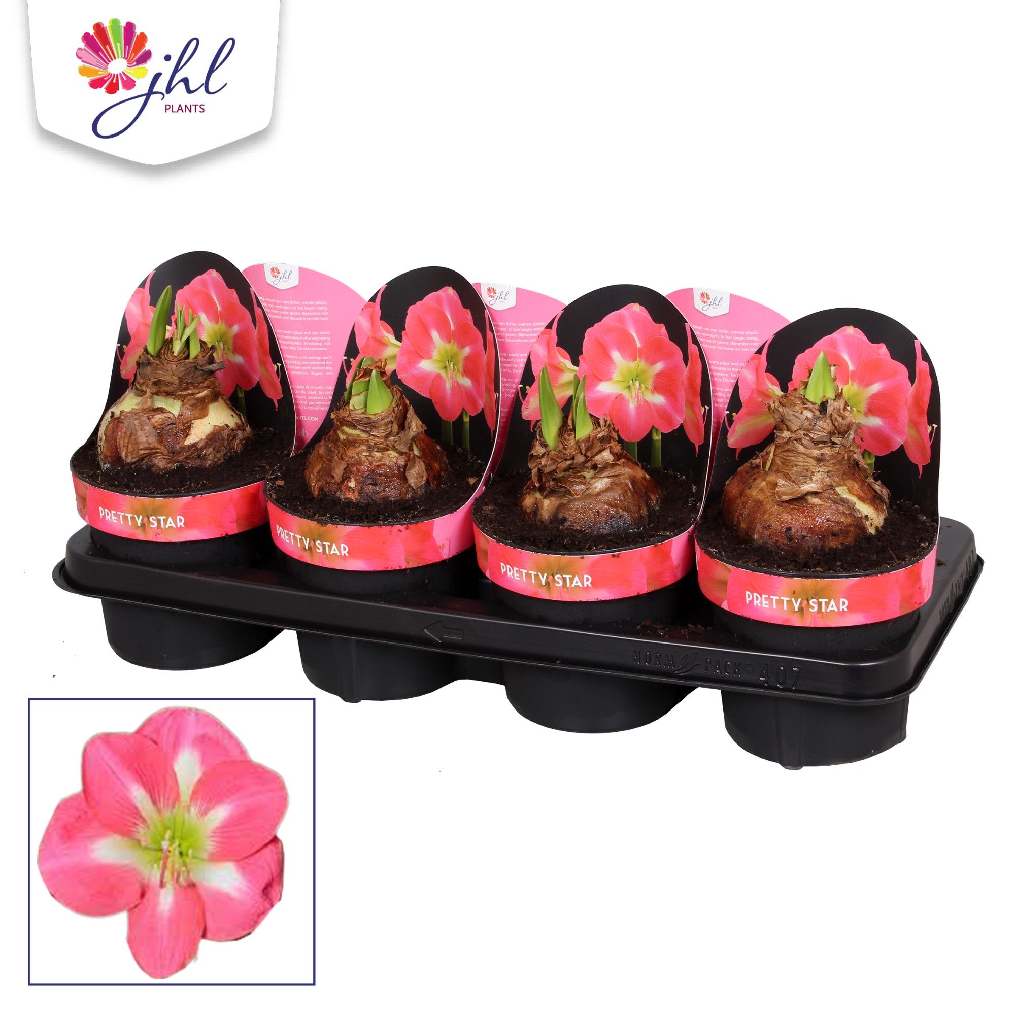Amaryllis Pretty Star, D 14 cm Amaryllis Pretty Star, D 14 cm