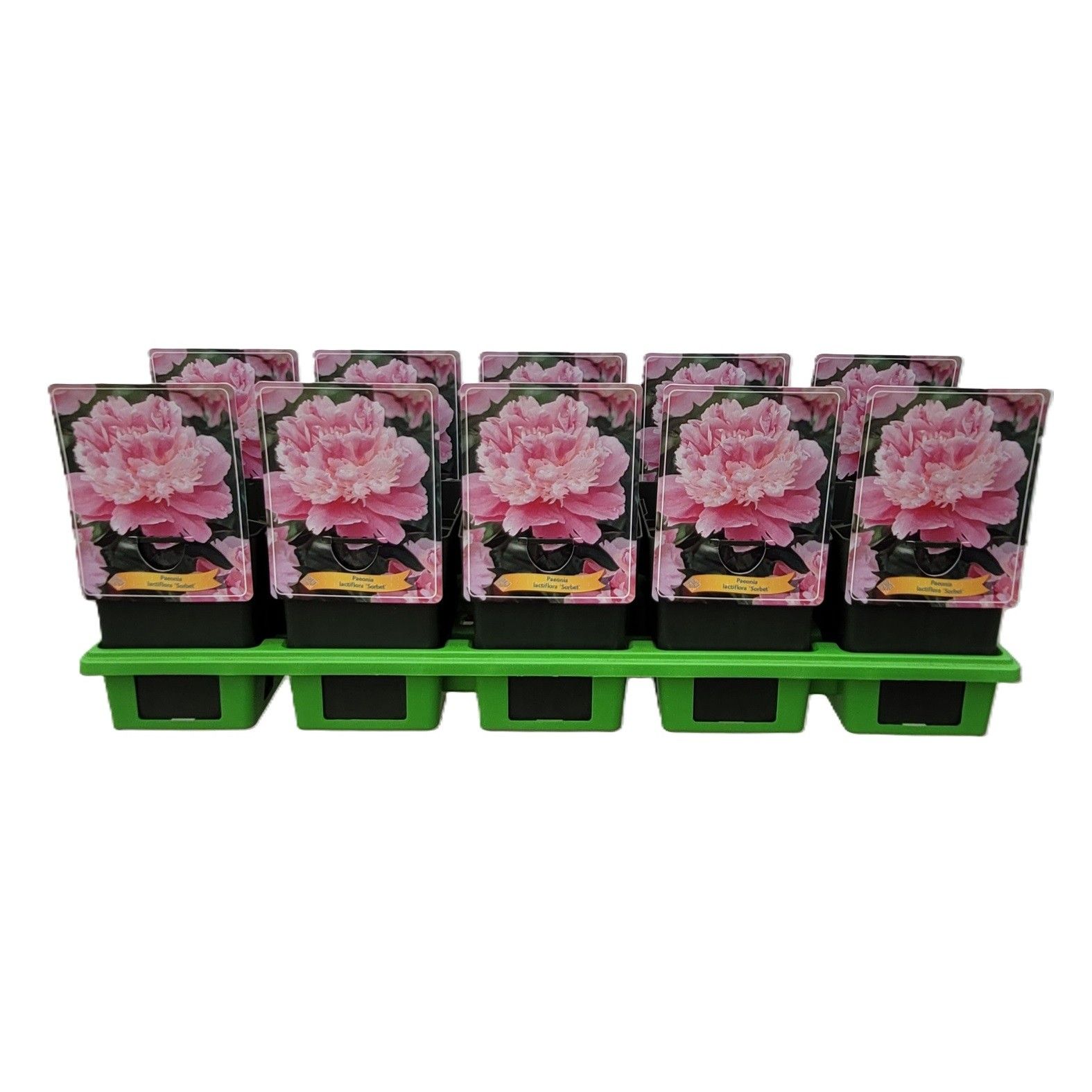 Paeonia Lactiflora 'Sorbet' P11, D 11