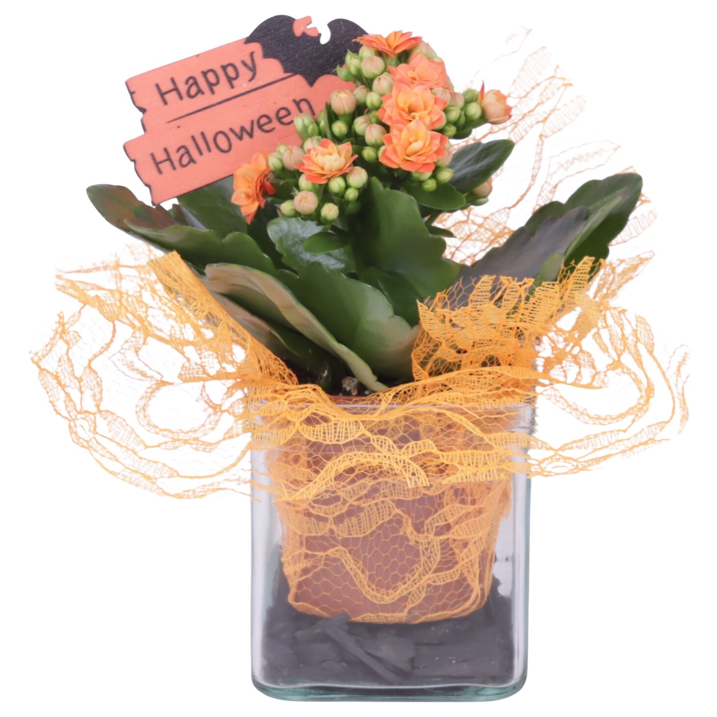 Halloween Arr. Indoor Glass Accuglas Square Ø08cm 1PP, D 8 cm Halloween Arr. Indoor Glass Accuglas Square Ø08cm 1PP, D 8 cm