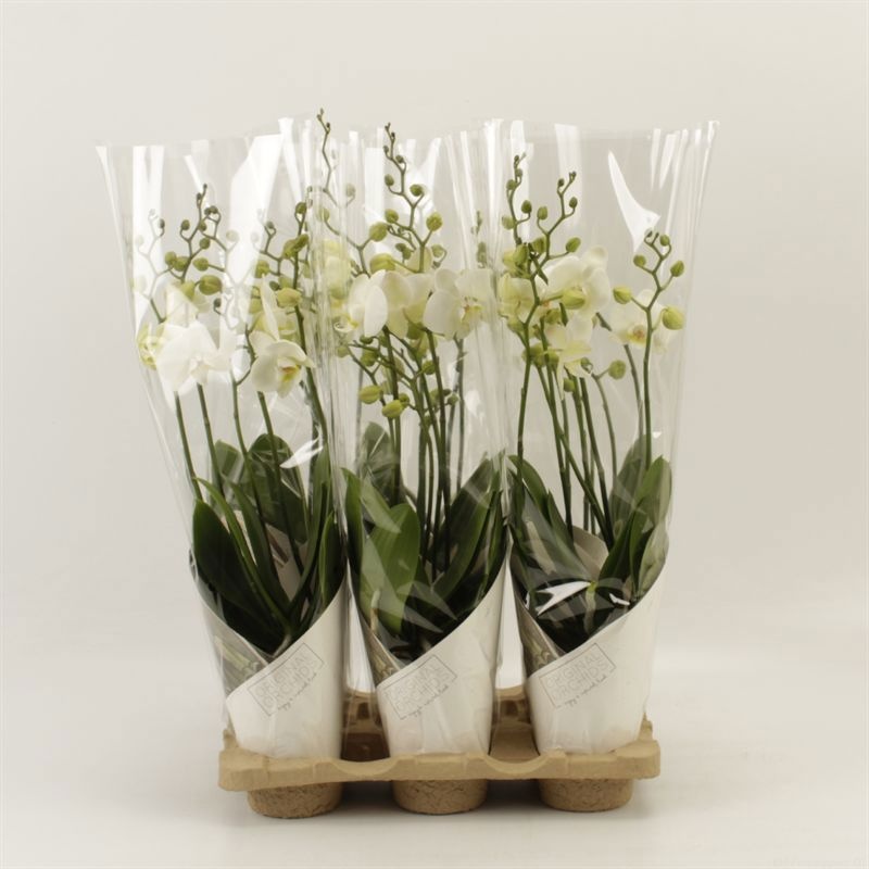 Phalaenopsis Anthura Inverness Wild 5 tak Inverness in Artemis koker, D 12