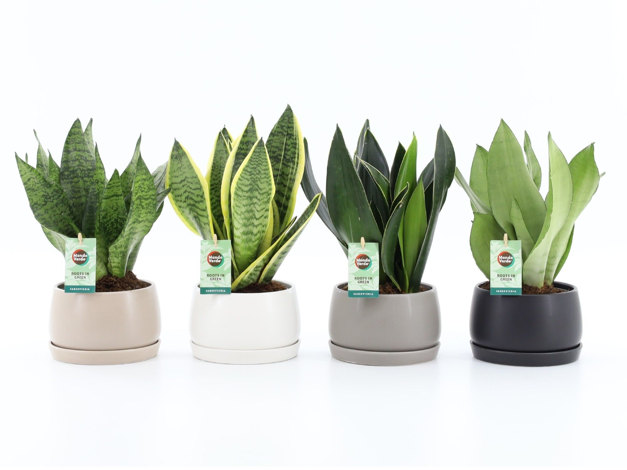 Sansevieria Mix in Shengzi schalen, D 16