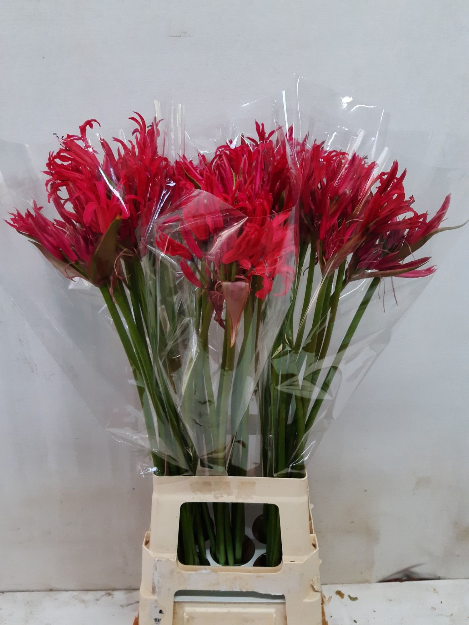 Нерине Пинк Шарм 75, шт.