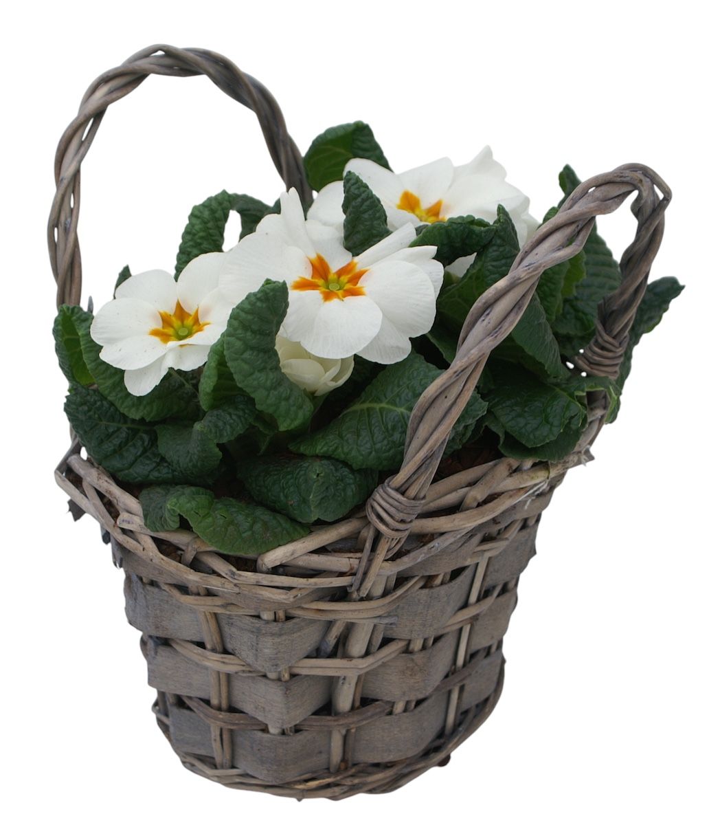 Primula tasje op kleur 335, D 20