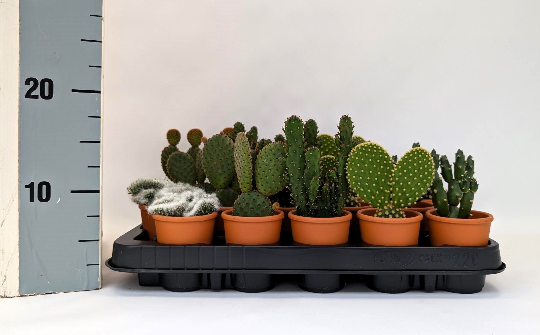 Opuntia 5,5 cm mix rozenpot, D 5,5