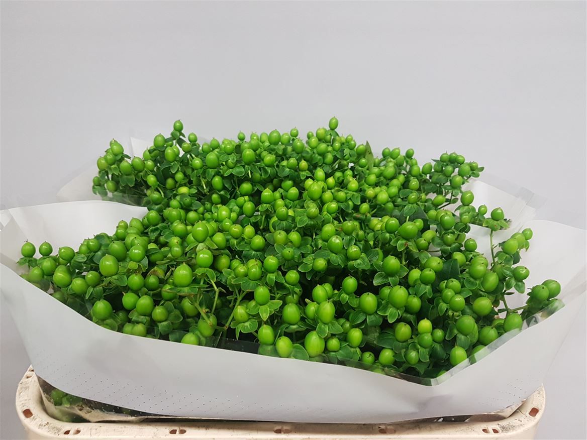 Гипперикум Джангл Романс 70, шт.