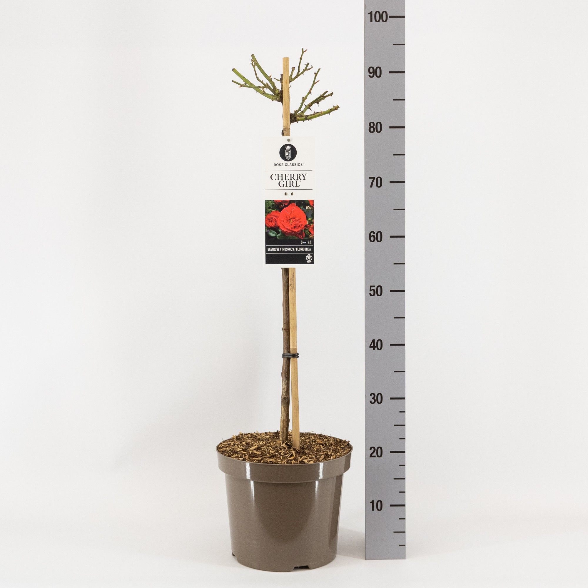 Rosa (TH) Cherry Girl ®, stam 70, C7.5, D 26