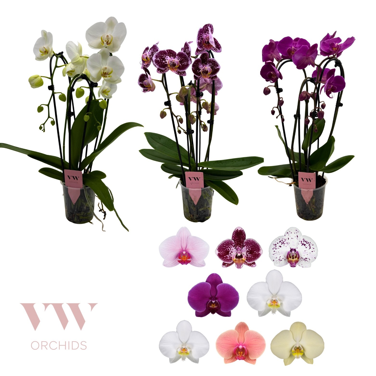 Phalaenopsis Cascade 3 tak gemengd, D 12