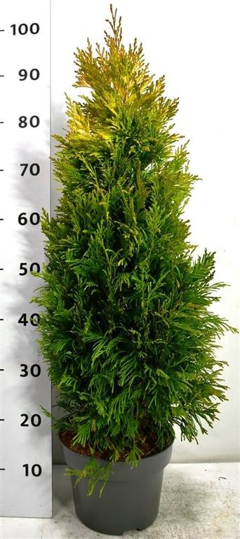 Thuja pl. '4 Evergoldy", D 23 cm
