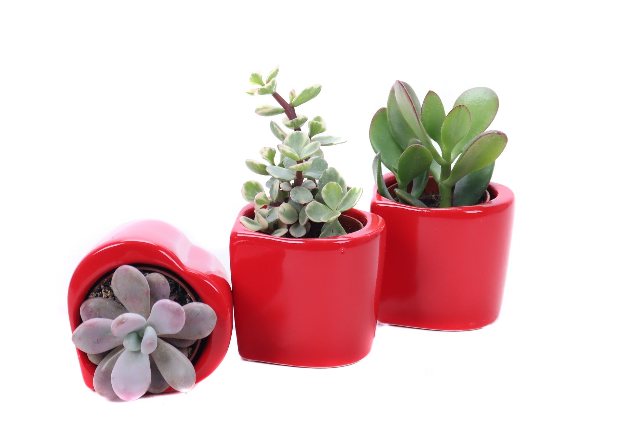 Succulent hart keramiek, D 8