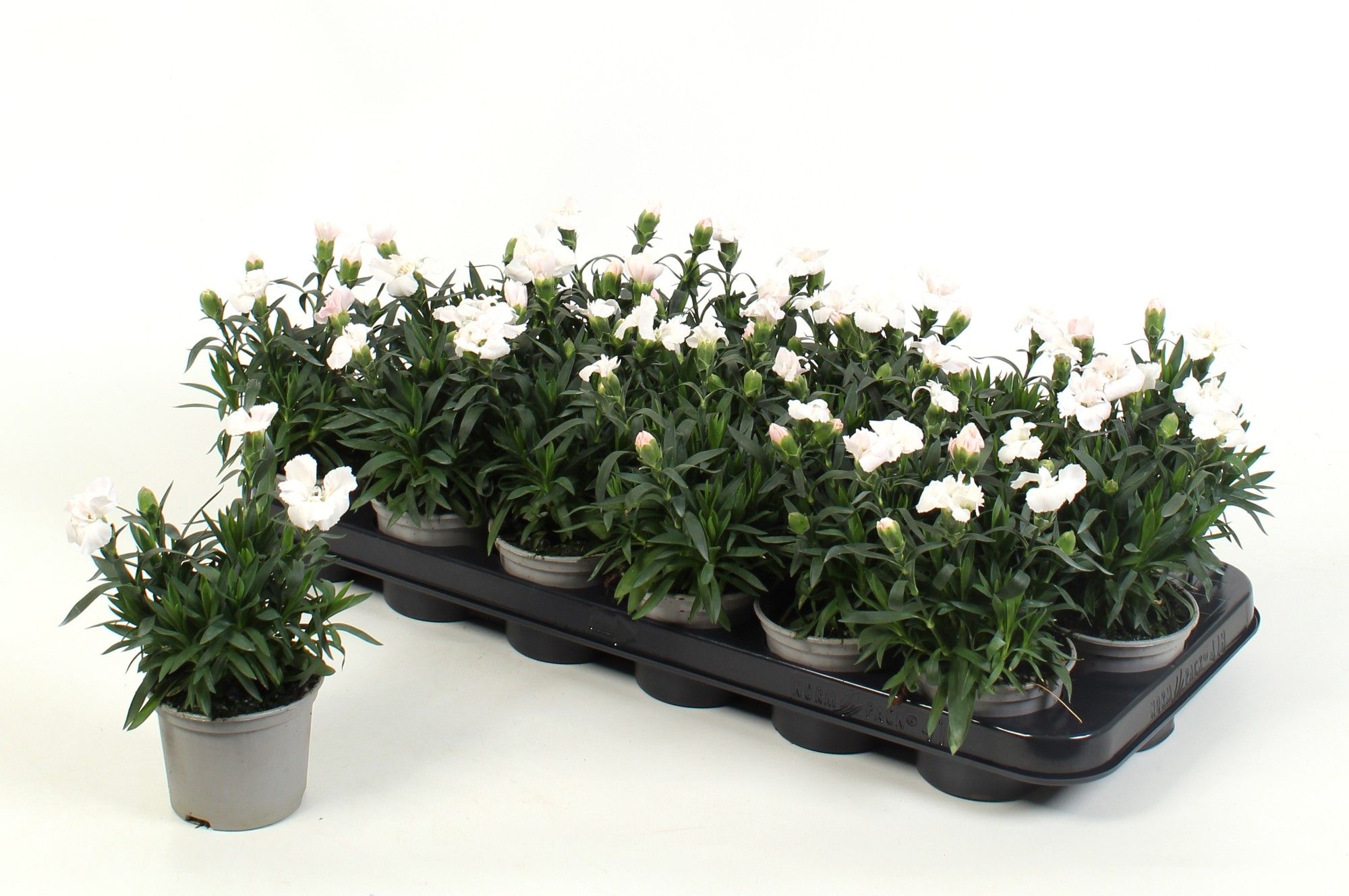 Dianthus Oscar White, D 9