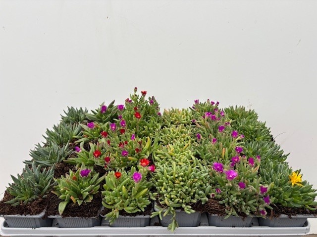 Delosperma mix p7, D 7