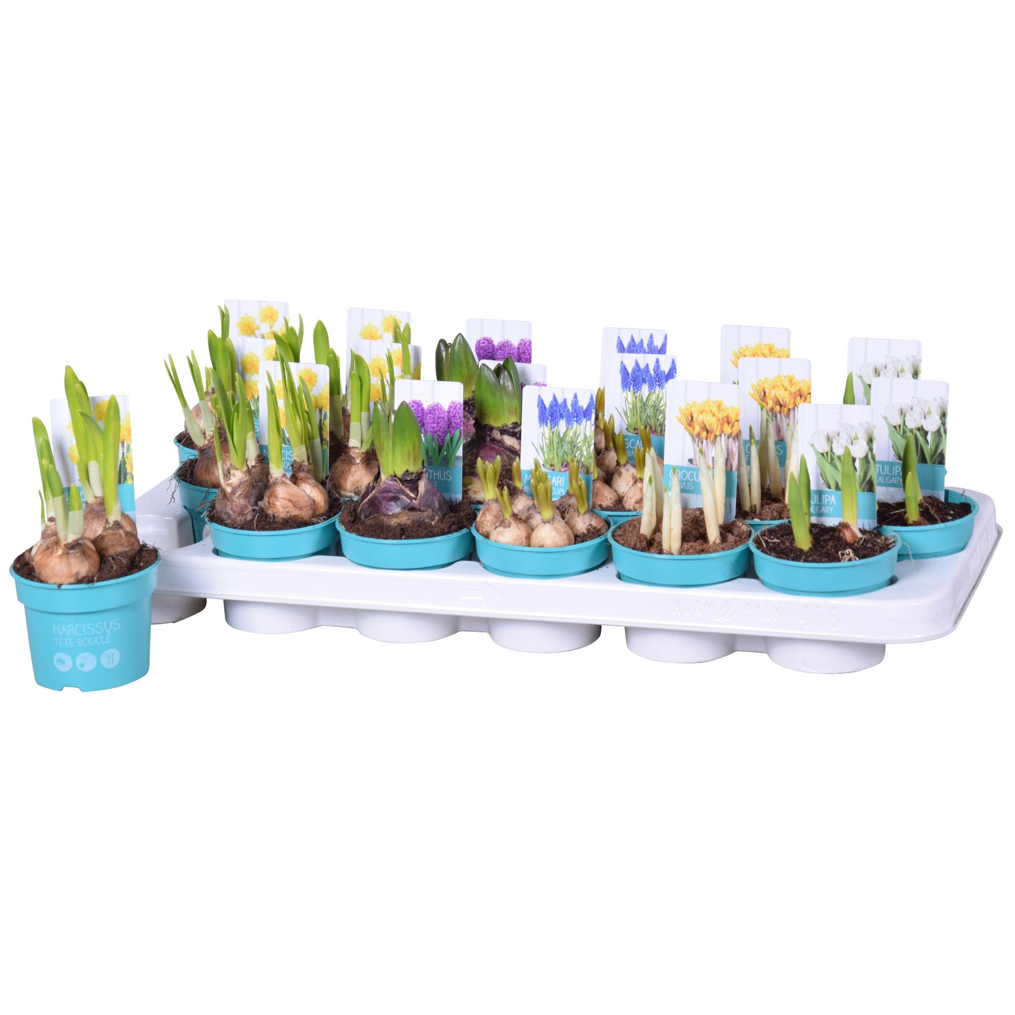 Bolbloemen Mix 'Diamond Collection', D 9