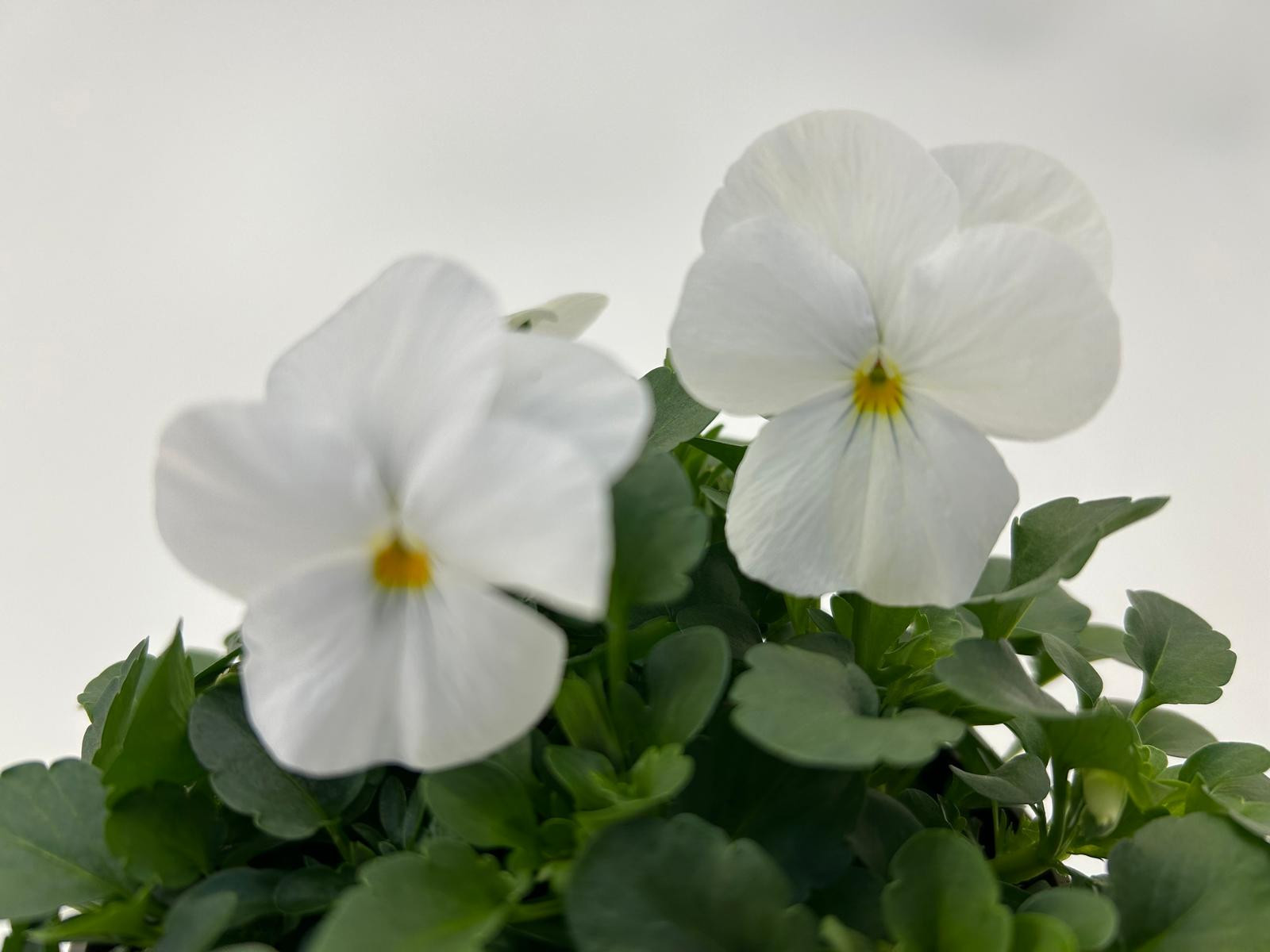 Viola cornuta white, D 13