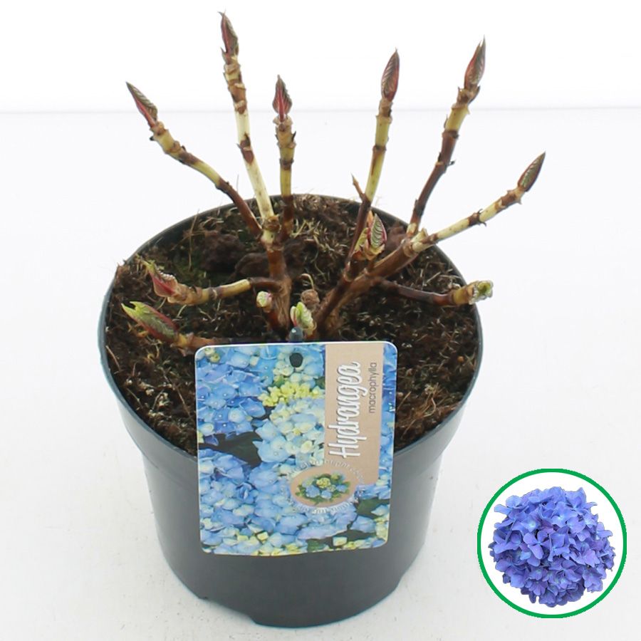Hydrangea macr. Blauw C2 (17cm.), D 17