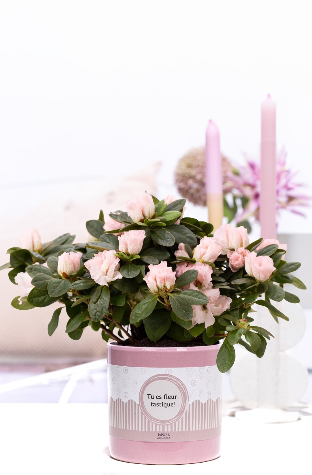 1st clss Azalea pink in P&P cadeau concept: TU ES FLEURTASTIQUE!, D 12