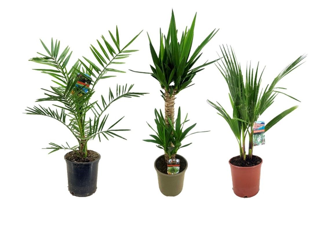 Palmen mix indoor - 2/3 soorten, D 19