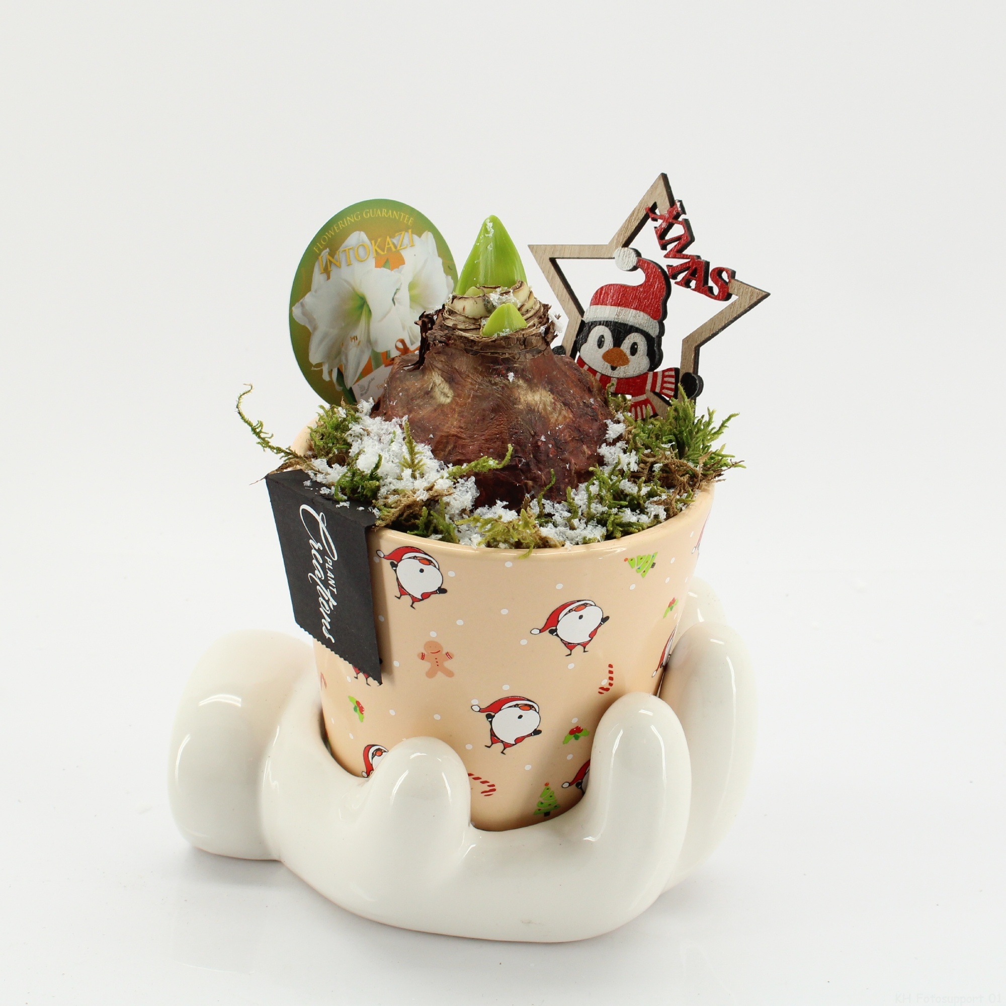 HICR-2514W Kerst Amaryllis, D 16 cm