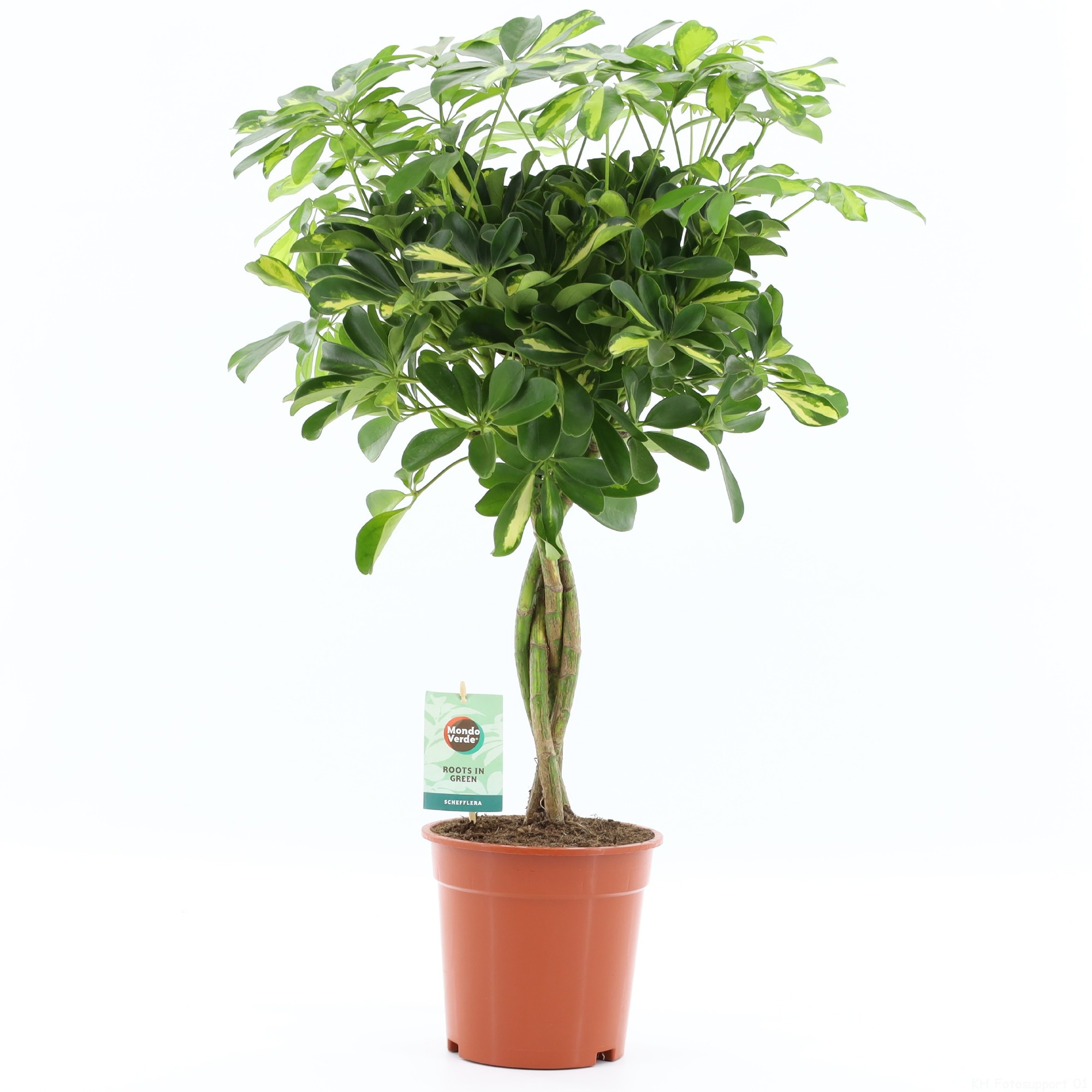 Schefflera arboricola 'Gold Capella', D 19