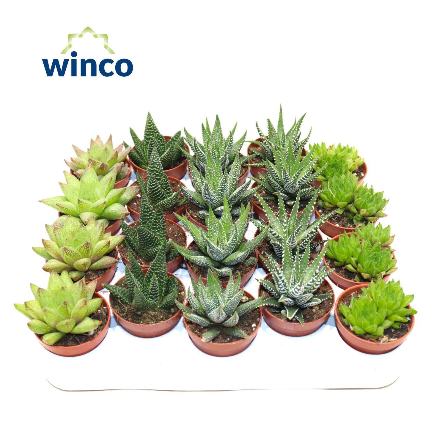 Haworthia Mix, D 5,5