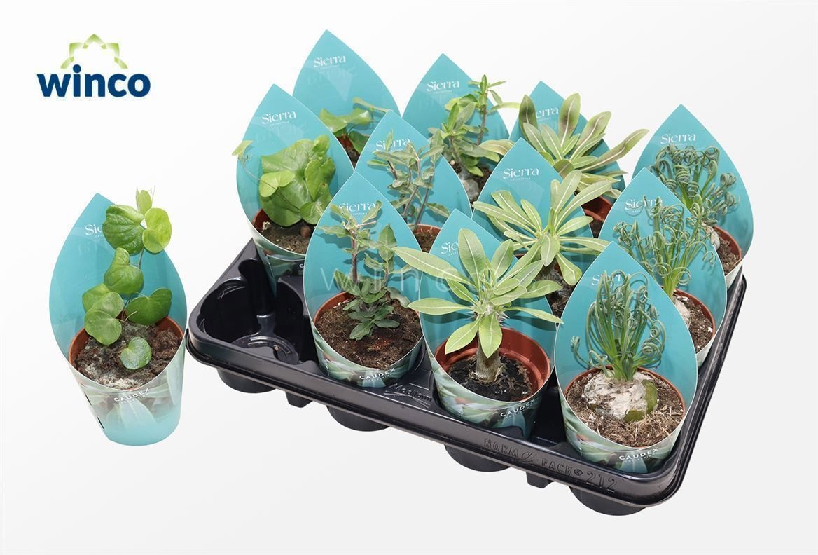 Caudex Mix (4spc.) (sierra), D 8,5