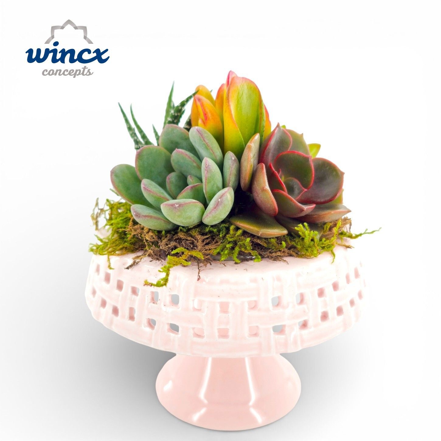 Concepts® - Succulent Planteau, D 10