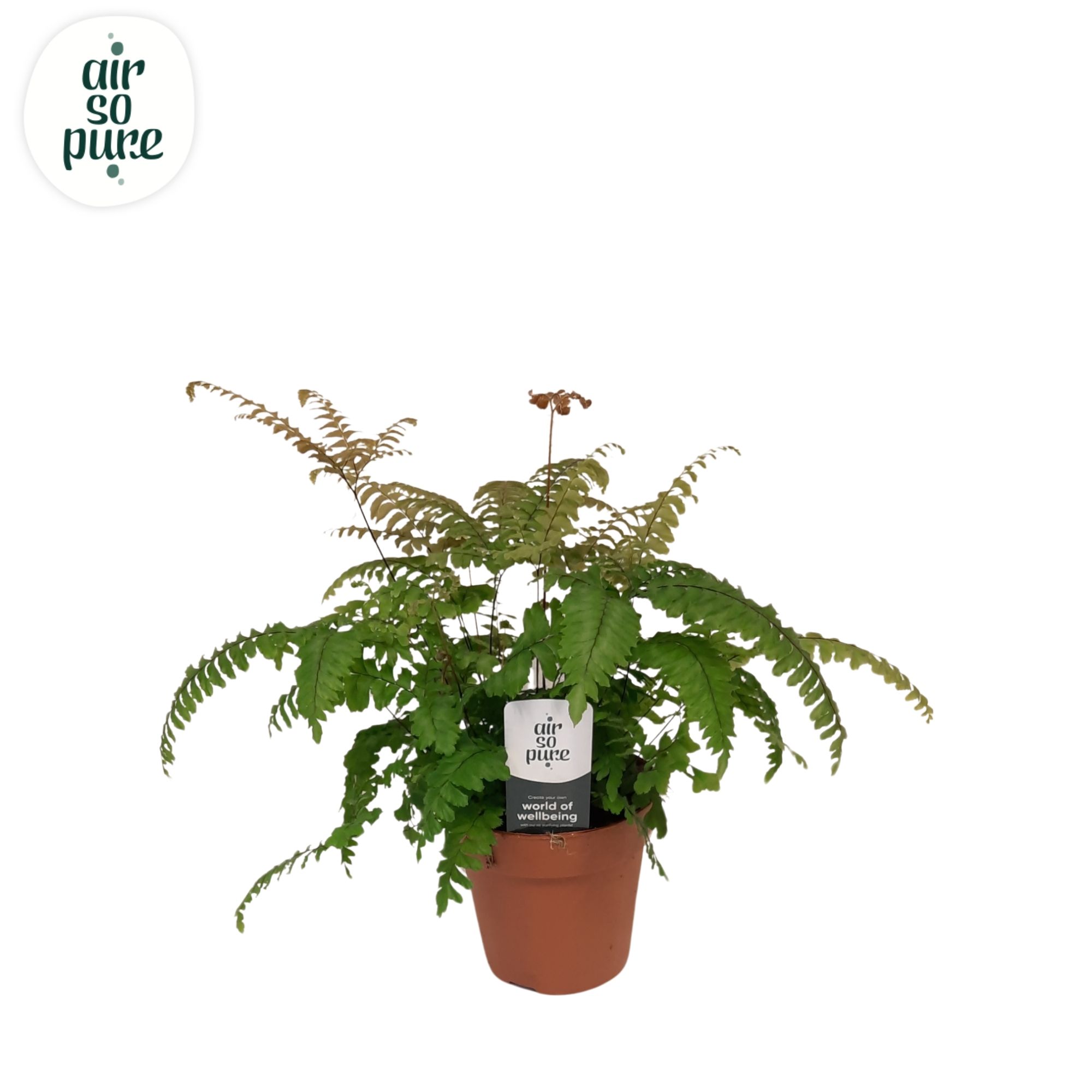 Adiantum roseum - Air So Pure, D 12