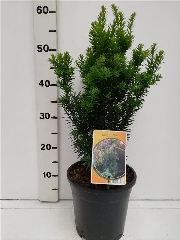 Taxus cuspidata 'Nana', D 19 cm