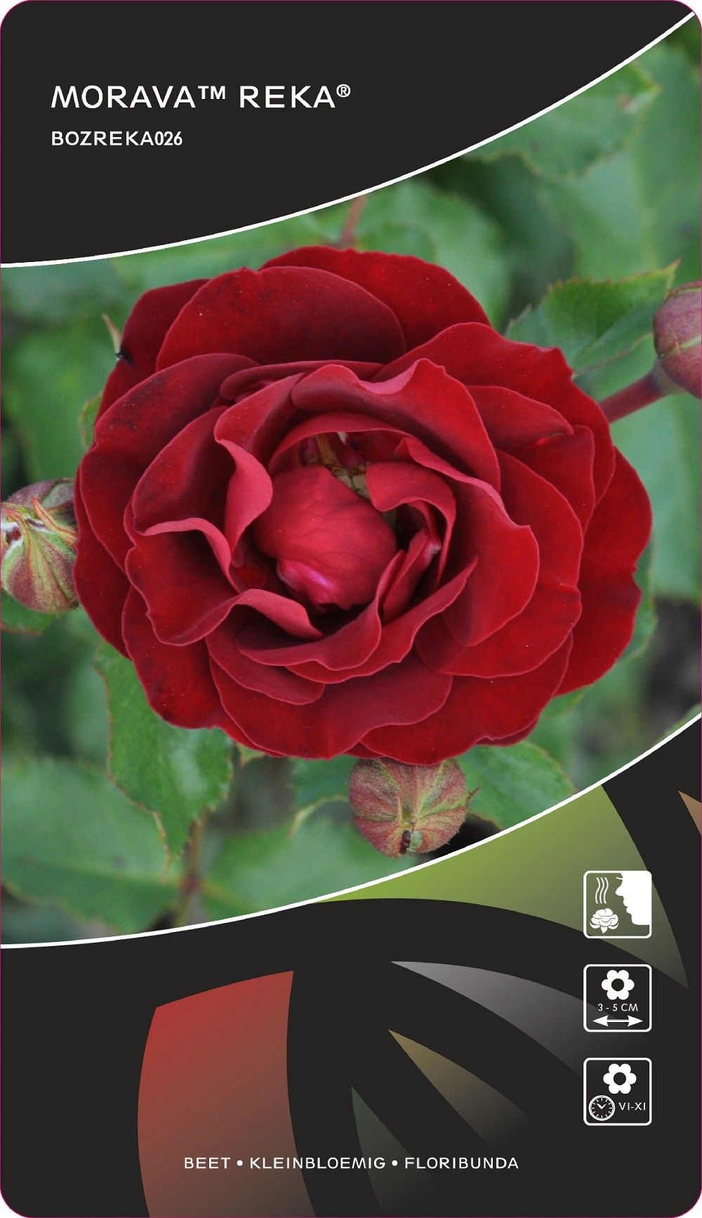 Rosa (F) Morava™ Reka® Stam 90, D 26