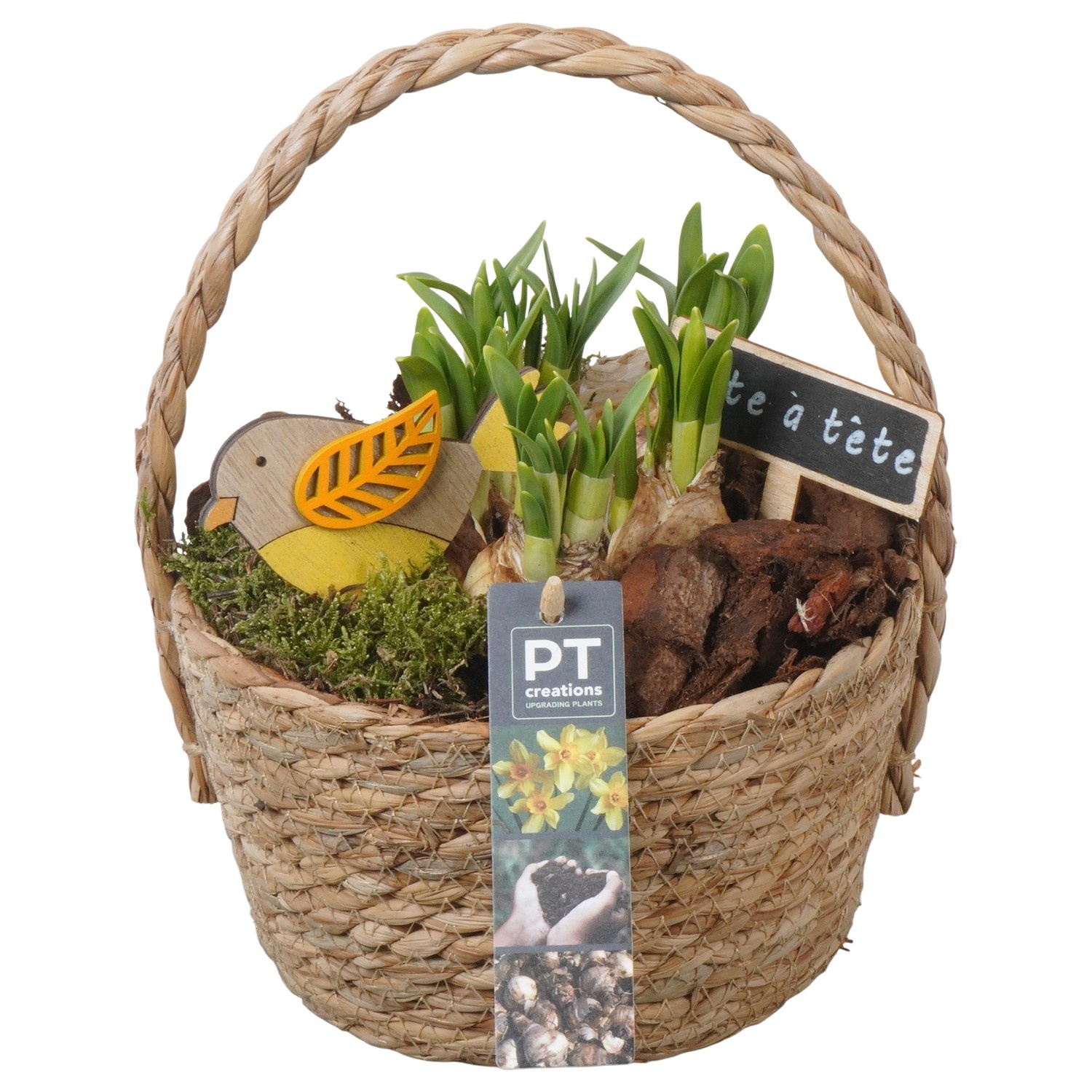 PTN8609 Arrangement Narcissus in rieten mand, D 18