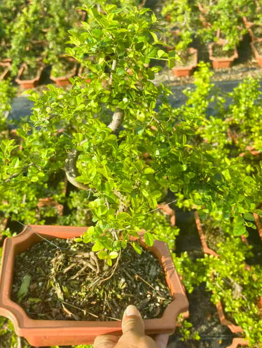 боксвуд 25 км стйлед спаррау плум 方盆 21 30